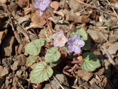 Phacelia longipes