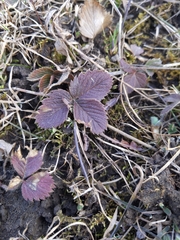 Fragaria virginiana glauca