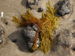 Gongolaria