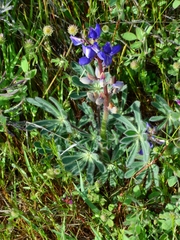 Lupinus spectabilis