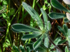 Lupinus spectabilis