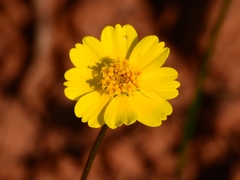 Leptosyne stillmanii