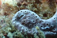 Distaplia