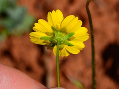 Leptosyne stillmanii