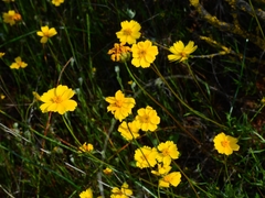 Leptosyne stillmanii