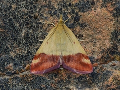 Pyrausta semirubralis