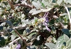 Teucrium fruticans