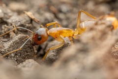 Camponotus festinatus