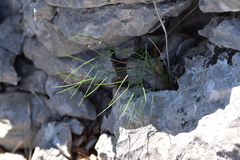 Cyathoselinum tomentosum