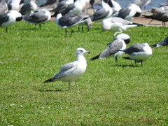 Larus delawarensis