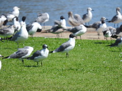 Leucophaeus atricilla