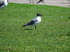 Leucophaeus atricilla