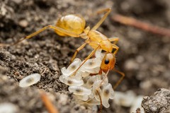 Camponotus festinatus