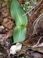 Platanthera elongata