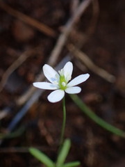 Meconella denticulata