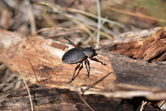 Otiorhynchus cardiniger