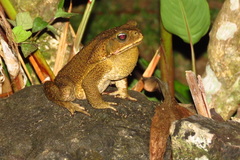 Rhinella horribilis