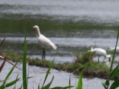 Platalea