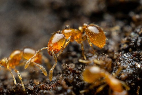 Solenopsis texana · iNaturalist Mexico