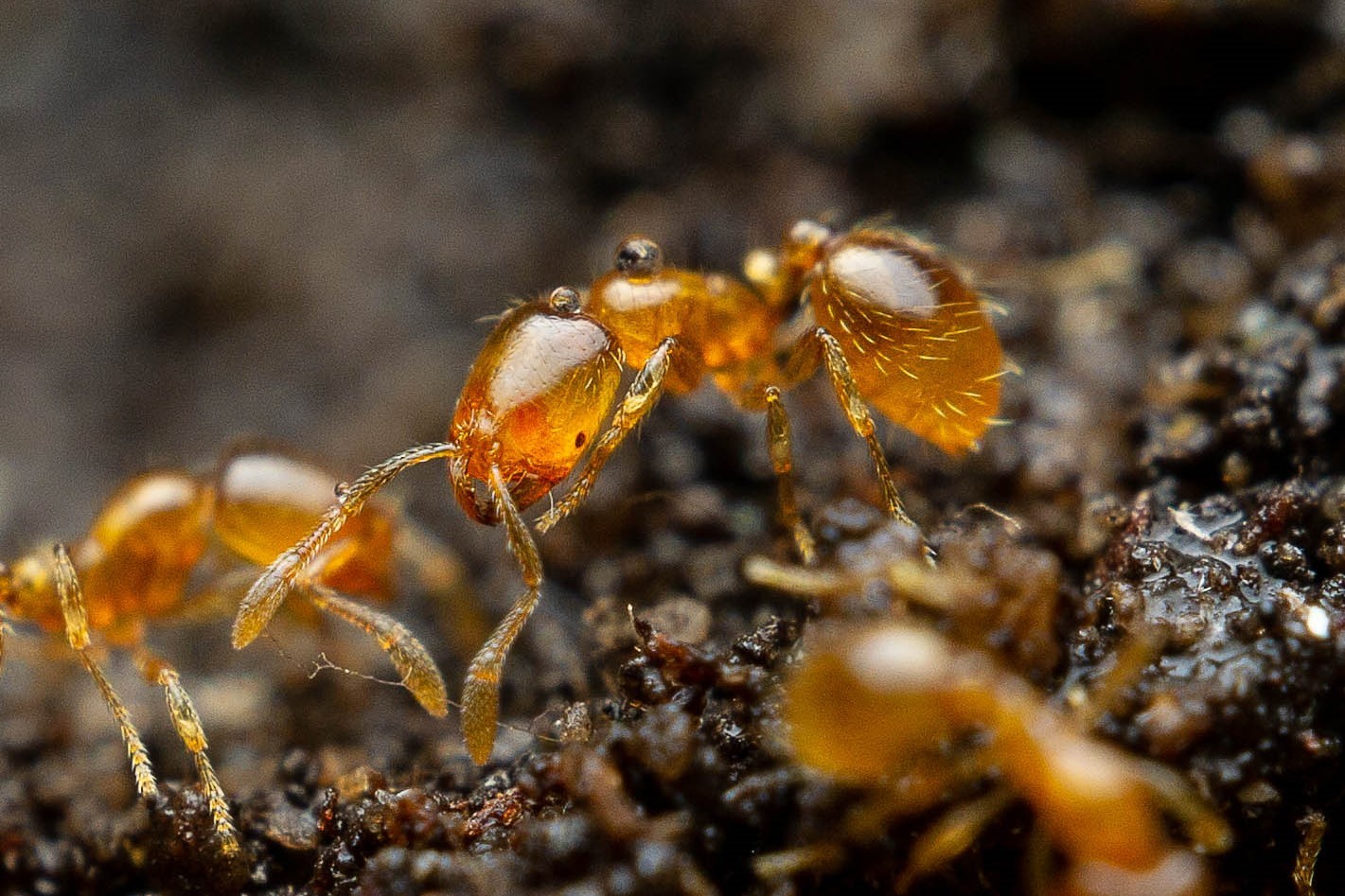 Solenopsis texana
