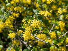 Ribes aureum