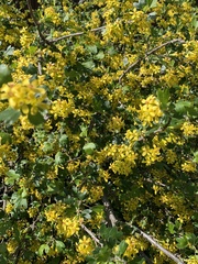 Ribes aureum