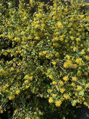 Ribes aureum