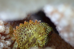 Sebastapistes coniorta