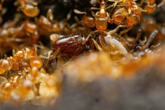 Solenopsis texana