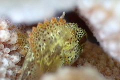 Sebastapistes coniorta