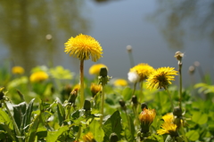 Taraxacum officinale