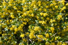 Ribes aureum