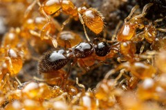 Auxopaedeutes