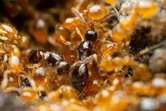 Auxopaedeutes