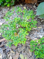 Euphorbia peplus