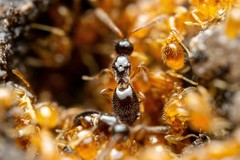 Auxopaedeutes