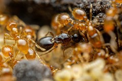 Auxopaedeutes