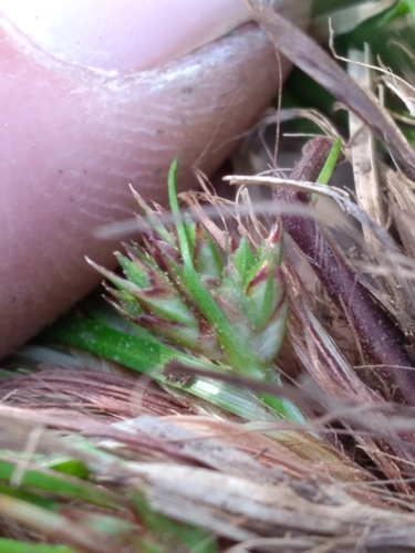 Image of Carex reznicekii by (c) Scott Ward, some rights reserved (CC BY)