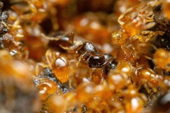 Auxopaedeutes