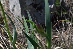 Iris pallida illyrica