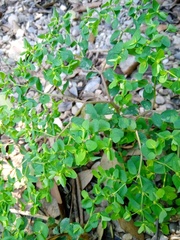 Euphorbia peplus