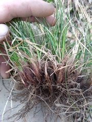 Carex reznicekii