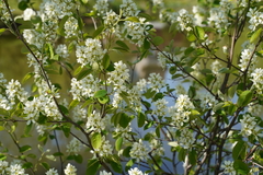 Prunus padus