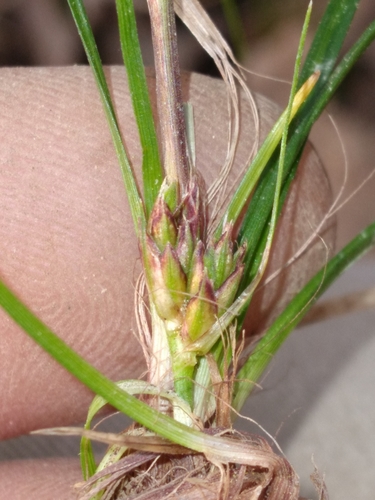 Image of Carex reznicekii by (c) Scott Ward, some rights reserved (CC BY)