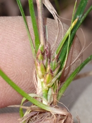 Carex reznicekii