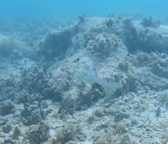 Acanthostracion quadricornis