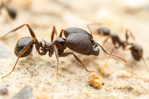 Pheidole rhea photo 4