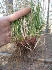 Carex reznicekii