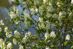 Prunus padus