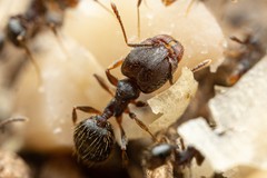 Pheidole sciophila